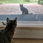 Nanette Nicholson - @nettegoat8 - Instagram