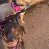 Nanette Rios - @lovemydogs54 - TikTok