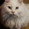 nannetteroach5 - @nannetteroach5 - TikTok