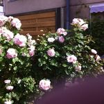 annie andersen - @andersen_abao - Instagram