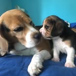 Annie & Bailey - @annie.and.bailey - Instagram