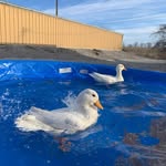 Annie & Haley & Skyler - @wildeststreamduckpond - Instagram