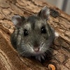 Nani Hamster - @nani_hammie - TikTok