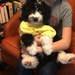 Naomi Brenner - @naomithefluffpuf - Instagram