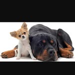 Naomi Charest - @animaux___cuty - Instagram