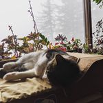 Naomi Devlin Flower - @1modernchimera - Instagram