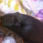 Naomi Durham - @evelynthegunieapig - Instagram