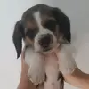 ℕ𝔸𝕆𝕄𝕀🐾💜 - @naomi_la_beagle - TikTok
