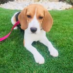 🎀Naomi.beagle🎀🐶 - @naomi.beagle - Instagram