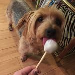 Naomi Freeman - @cakepopsbynaomi - Instagram