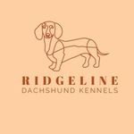 Naomi Magee - @little_dachshund_legs - Instagram