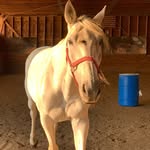Naomi Morrow - @littlebitofhorseheavenllc - Instagram