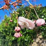 Naomi Murphy - @noamz18 - Instagram