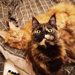 Naomi & Pepper Glorias Fatum - @naomipepperthecoons - Instagram