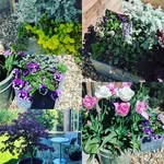 Naomi Plummer - @mrsplums_housegarden - Instagram