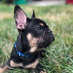 Nino Napoleon Price - @ninodafrenchie - Instagram