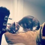 Napoleon Fox - @napoleonthecat - Instagram