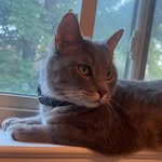 @luffy.marie.napoleon.gray - Instagram