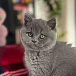 Napoleão - @thegraynapoleon - Instagram