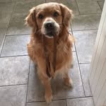 Dudley - @dudley_napoleon_green - Instagram