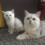 Питомник шотландских кошек - @_napoleon_house_ - Instagram