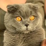 Napoleón - @napoleonscottishfold - Instagram