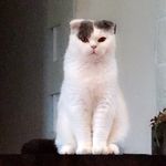 Napoléon De Cristal d'Ambre - @napoleon_scottish_fold - Instagram