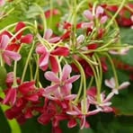 Narayan Roy - Facebook