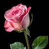 Narda Hernandez - @narda.hernandez84 - TikTok