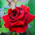 Nargis Fatima - Facebook