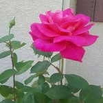 narinder waraich - @singhmanmeet5673 - Instagram