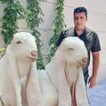 فروش بز پاکستانی - @naser.khan1367 - Instagram