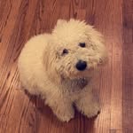 Nash Miller🐾 - @nash.theminigoldendoodle - Instagram