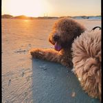 🤎Sawyer Nash Miller🤎 - @mrsawyerthegoldendoodle - Instagram