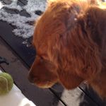Nash Ward - @nash_thedog1004 - Instagram