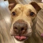 Nash Ward - @nashthepitbully - Instagram