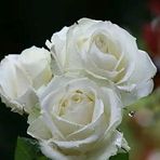 Mst Nasima Omar - Facebook