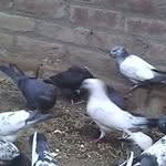 Liaqat Ali - @nasir.hakim66 - Instagram