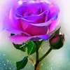 nasreen_anwar - @nasreen_anwar - TikTok