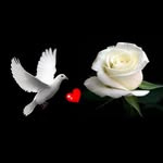Nasreen Mustafa - @al_wardah_al_baida - Instagram