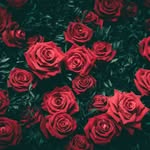 Nasreen Mustafa - @nasreen.mustafa.52493 - Instagram