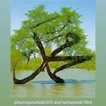 nasrinali - @nasrinali257 - Instagram