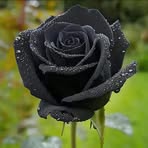 Nasrin Jahan - Facebook