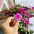 Nasrin Jahan - Facebook