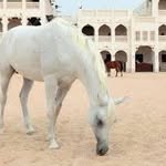 Nasser Al Thani - @nasser.al.thani - Instagram