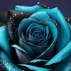 BlueEyes12 - @natcole120 - TikTok