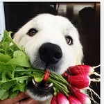 Alison + Nat Bjerke-Harvey - @piccalilli_farm - Instagram
