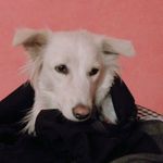Cookie - @natalia_cookiecrumbs - Instagram