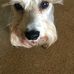 Natalie Blanton Ammons - Facebook