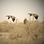 Natalie Bair - @on_the_fly.images - Instagram